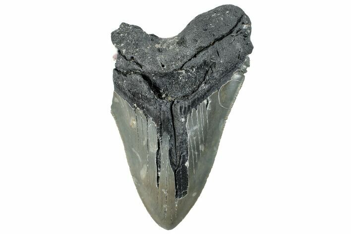 Partial, Fossil Megalodon Tooth - Sharp Serrations #297293